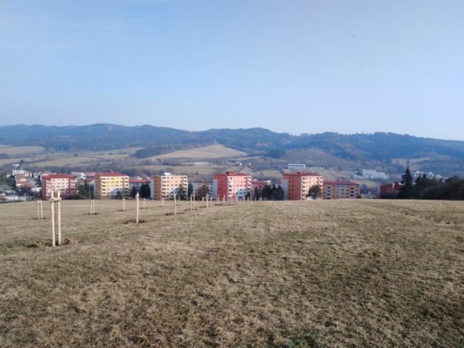 Výsadba původních dřevin v obci Valašské Klobouky