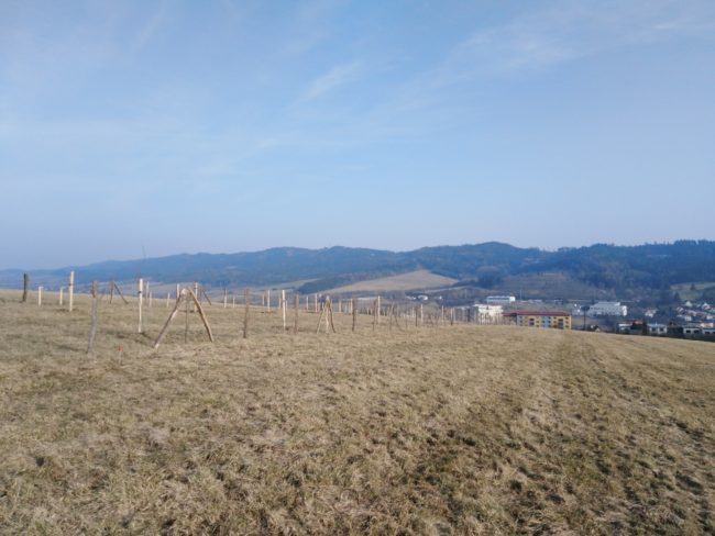 Výsadba původních dřevin v obci Valašské Klobouky